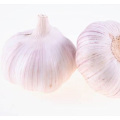 Export 5.5cm Dried Red Garlic Price